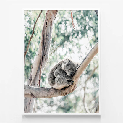 Sleepy Koala
