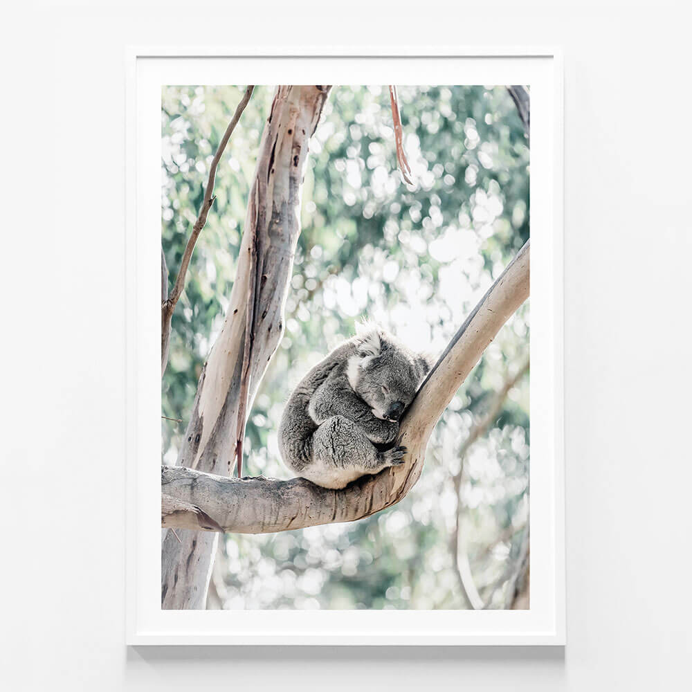 Sleepy Koala