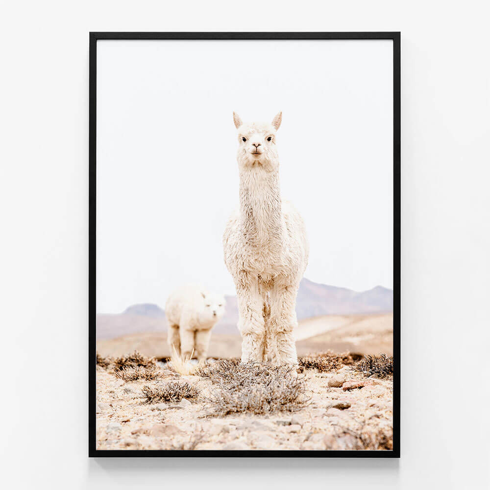 Snow Llama