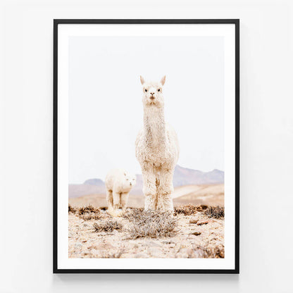 Snow Llama