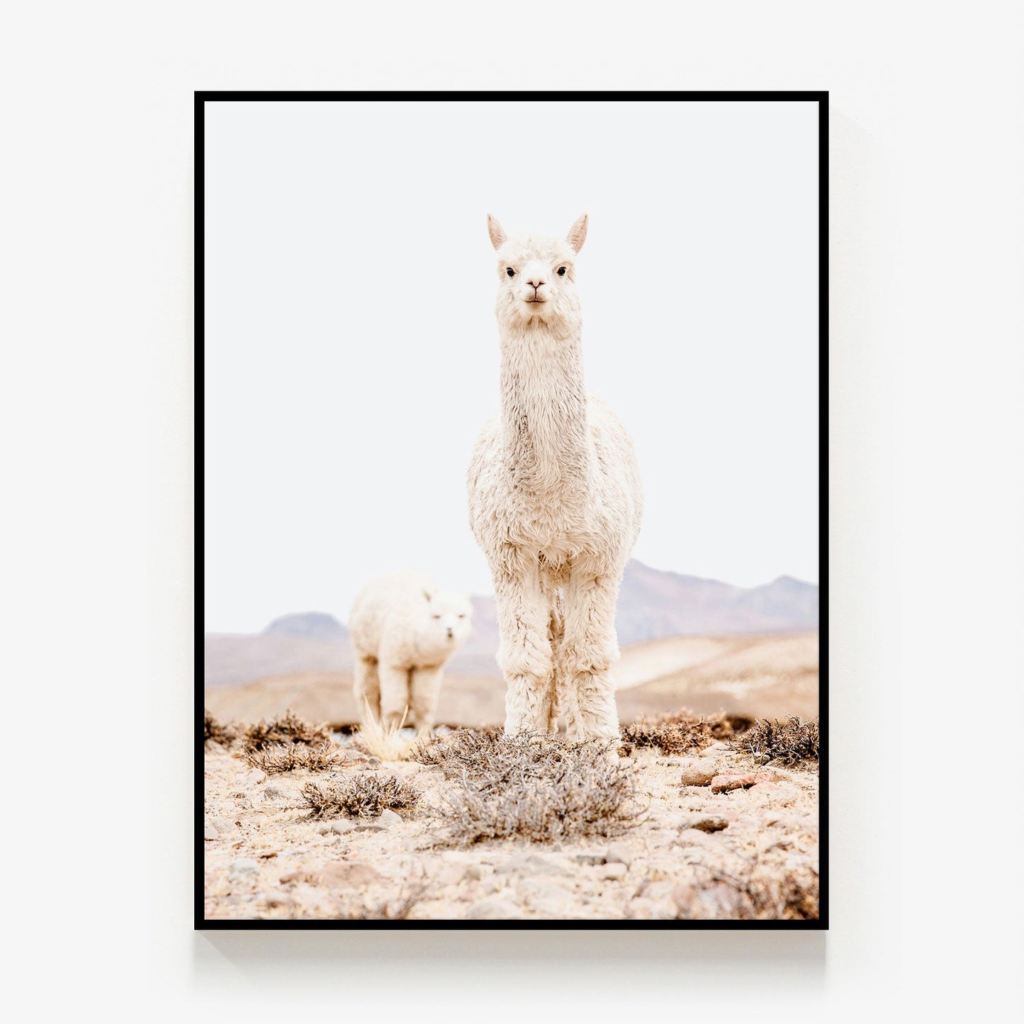 Snow Llama Canvas