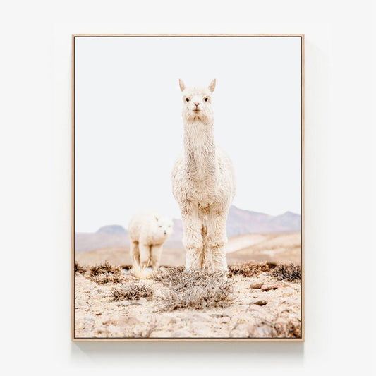 Snow Llama Canvas wall art with oak float frame
