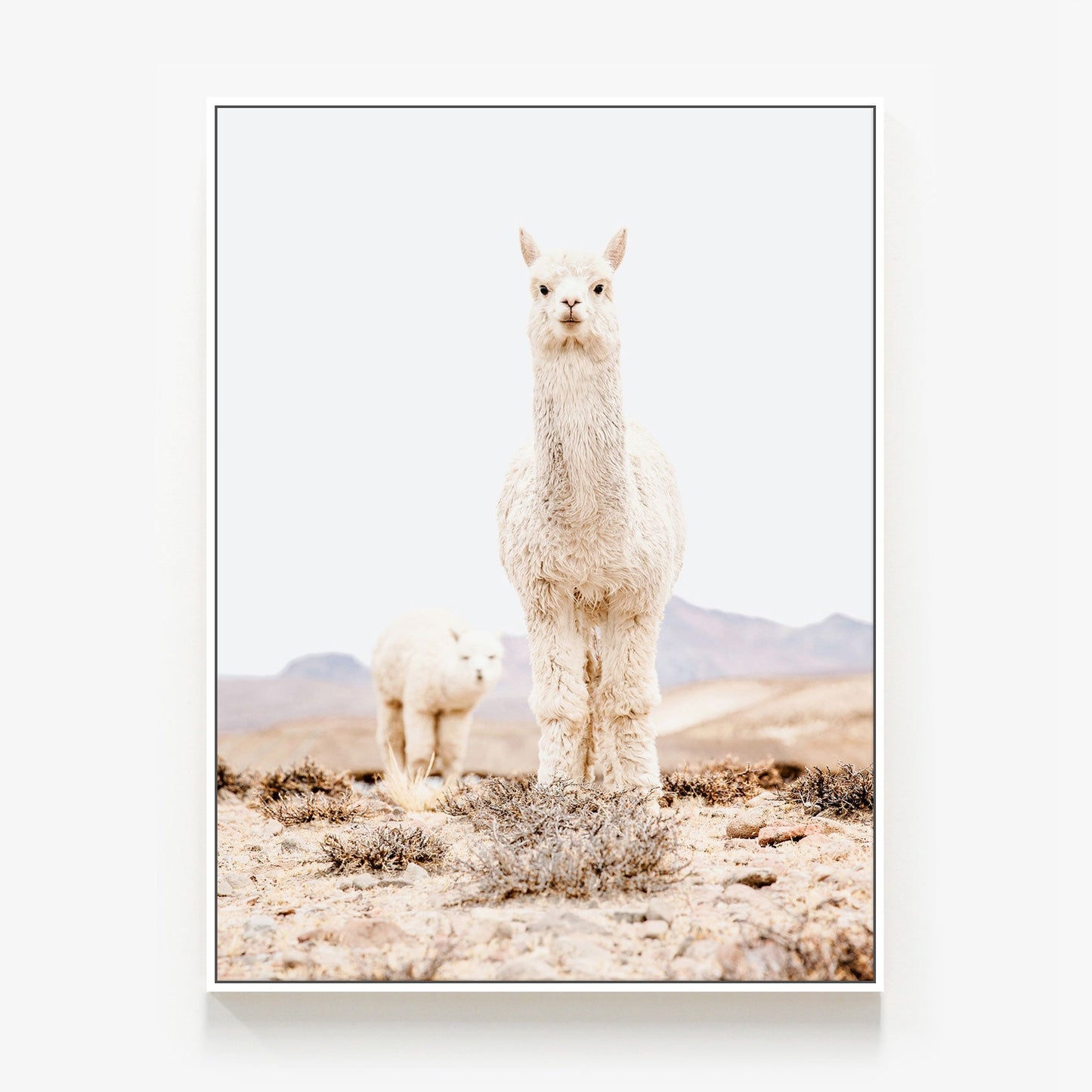 Snow Llama Canvas