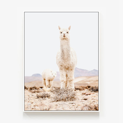 Snow Llama Canvas