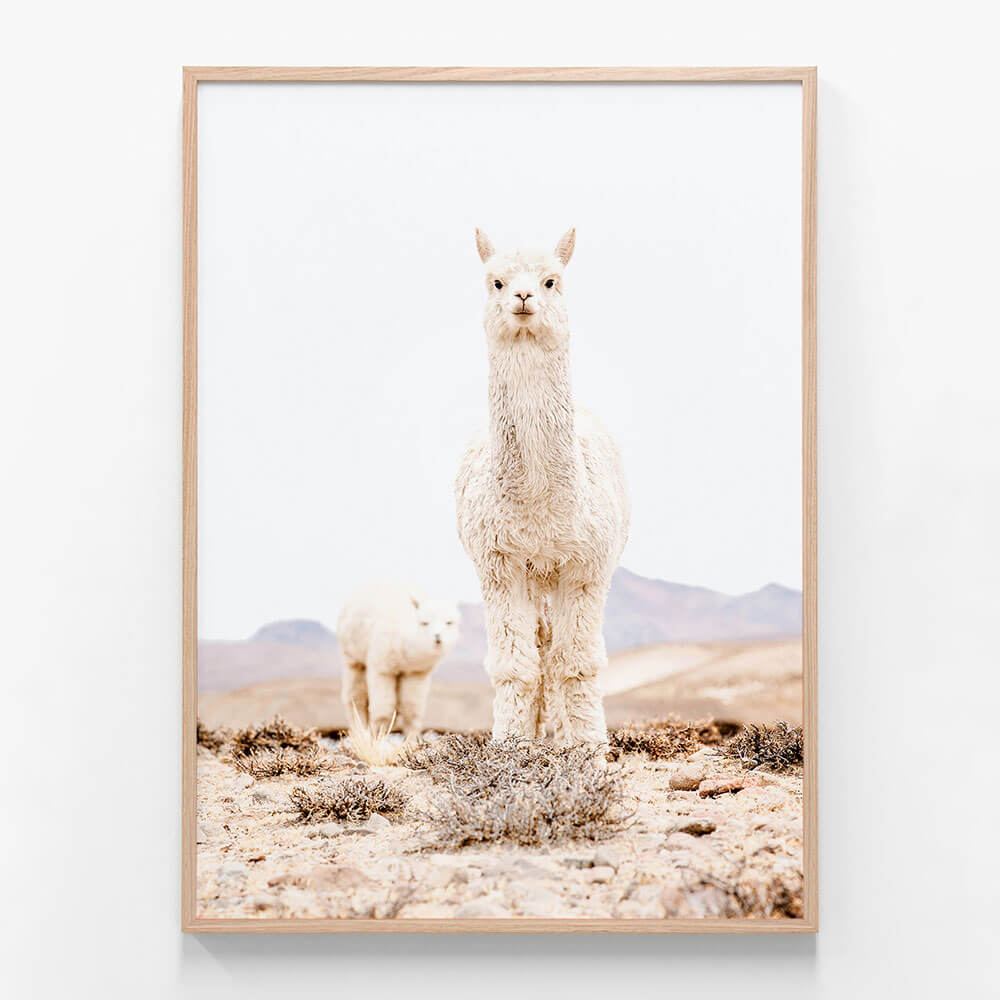 Snow Llama