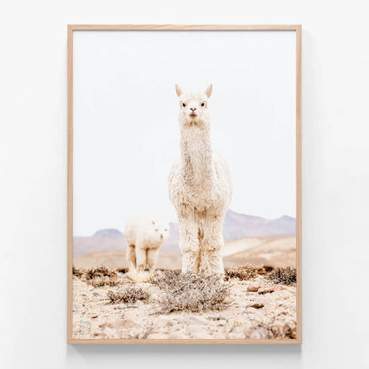 Snow Llama