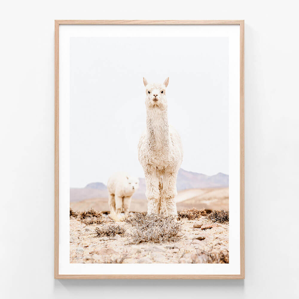 Snow Llama