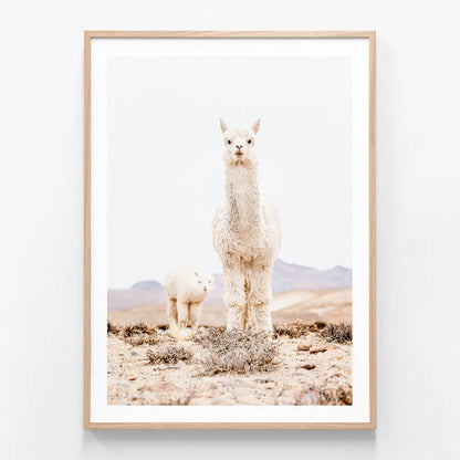 Snow Llama
