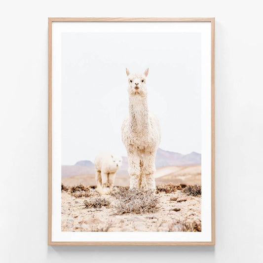 Snow Llama