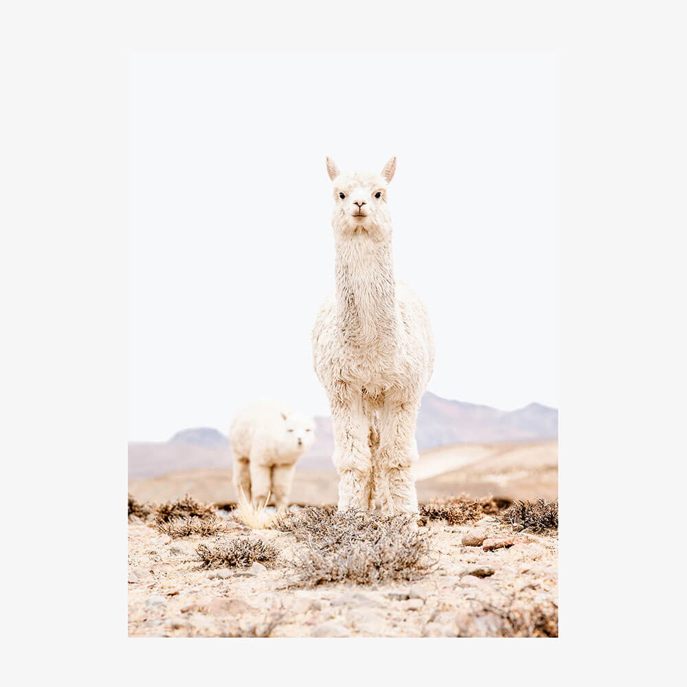 Snow Llama