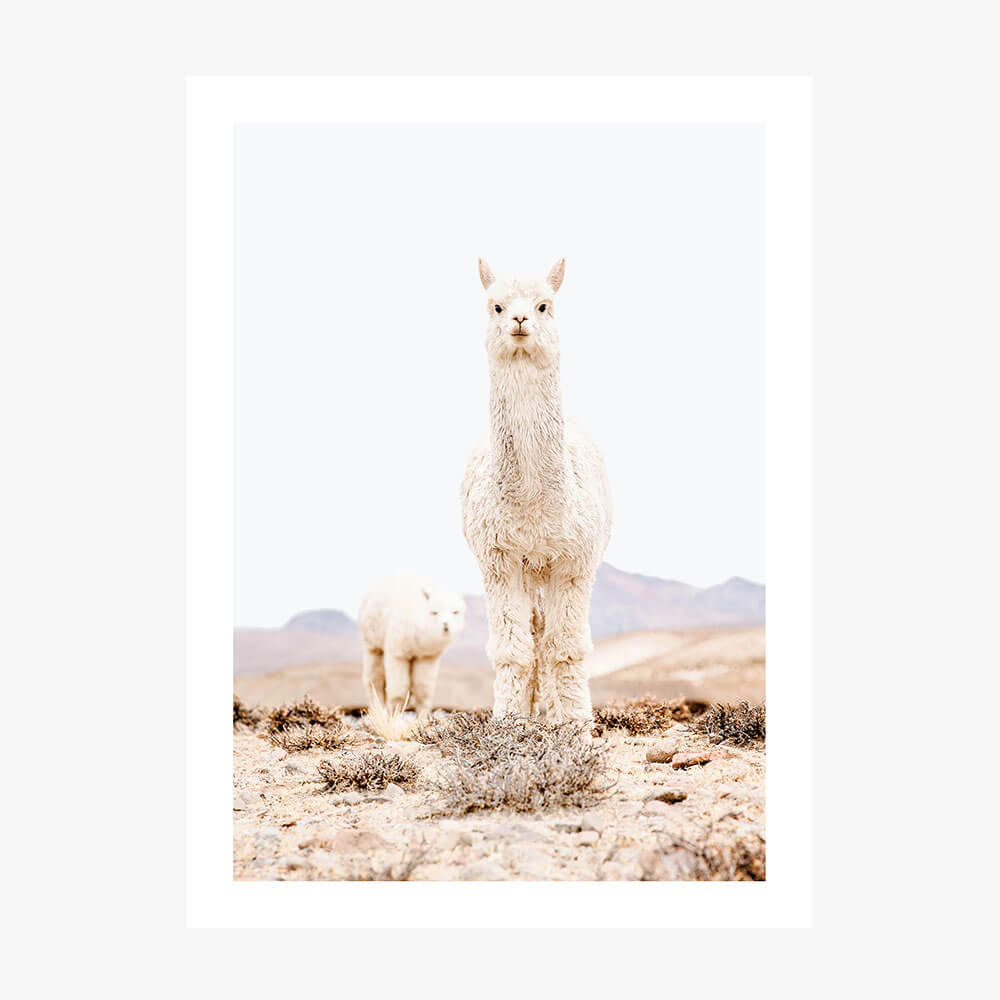 Snow Llama