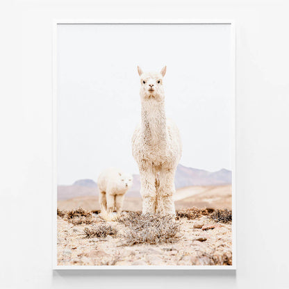 Snow Llama