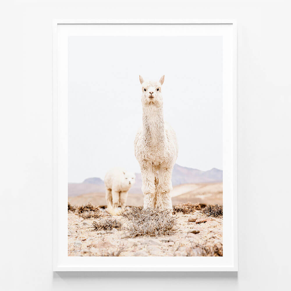 Snow Llama