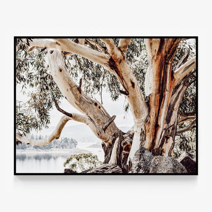 Snowy Mountains Canvas