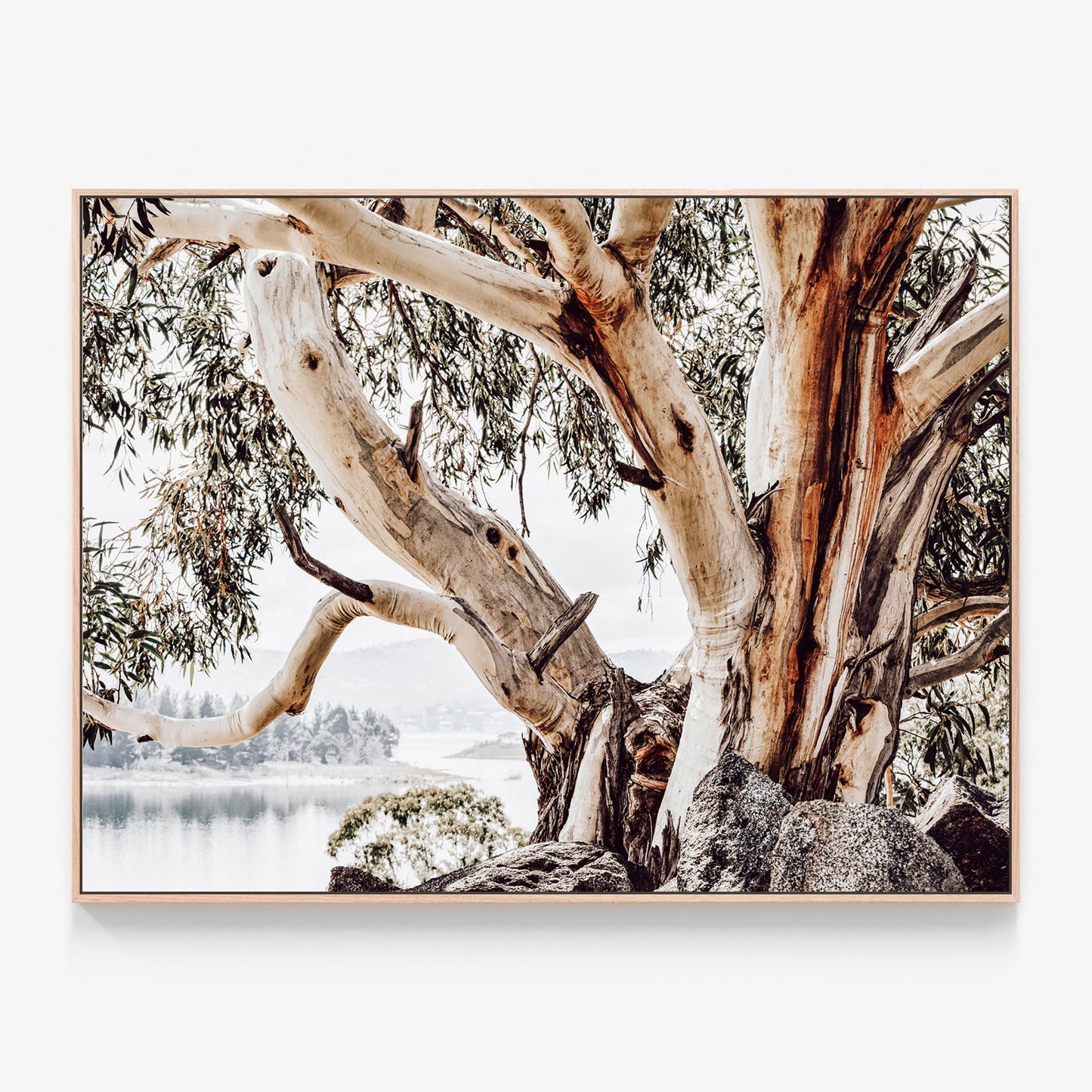 Gum tree in the Snowy Mountains Canvas wall art print with oak float frame