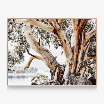 Gum tree in the Snowy Mountains Canvas wall art print with oak float frame