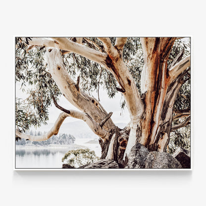 Snowy Mountains Canvas