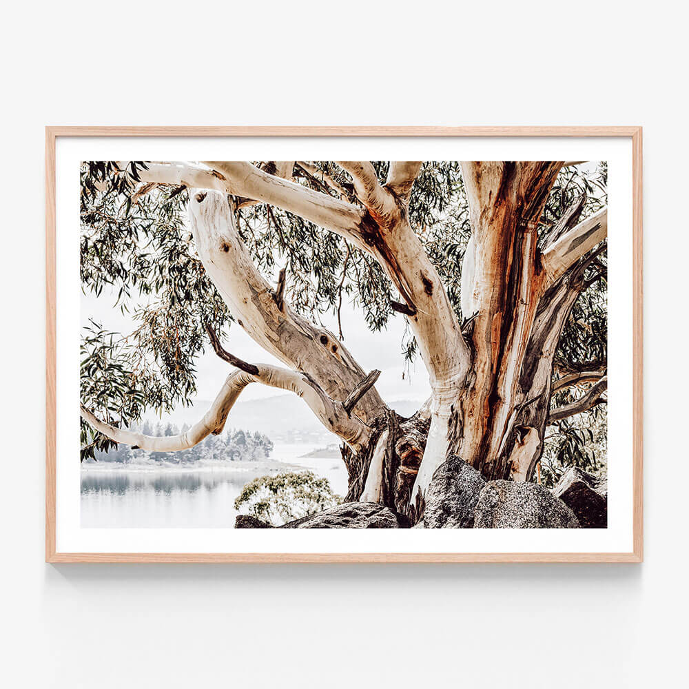 A close up photo of a large snow gum tree in the alpine Australian landscape.