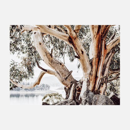 Snowy Mountains
