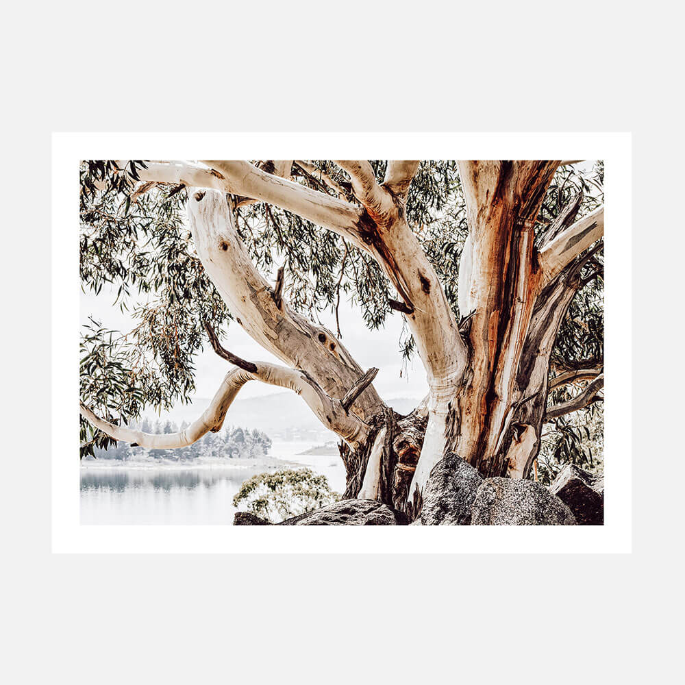 A close up photo of a large snow gum tree in the alpine Australian landscape.