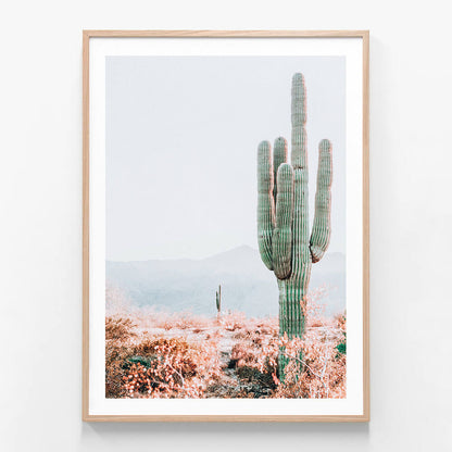 Sonoran Cacti