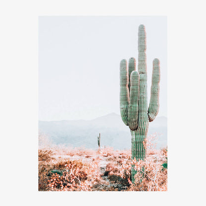 Sonoran Cacti