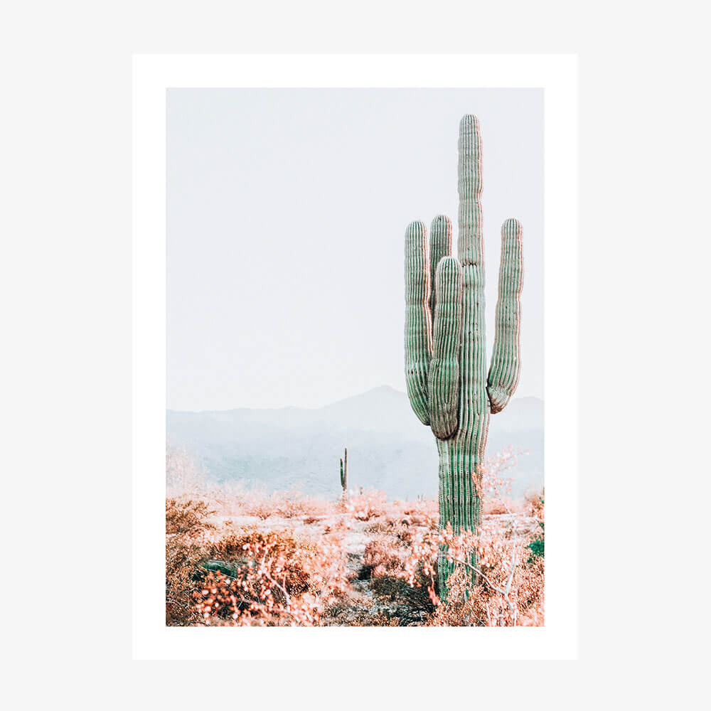Sonoran Cacti