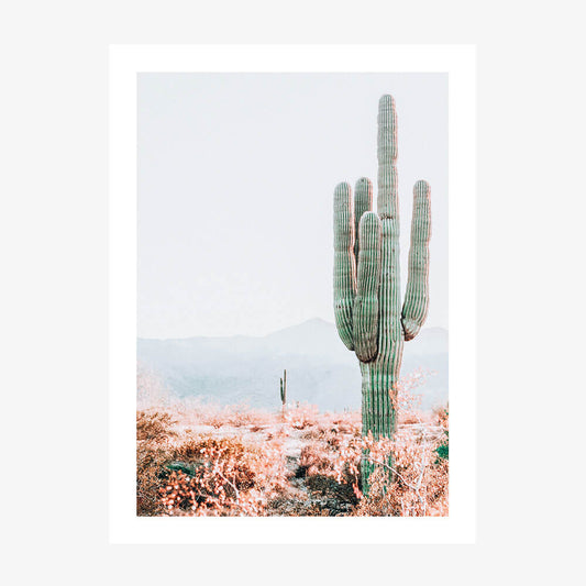 Sonoran Cacti