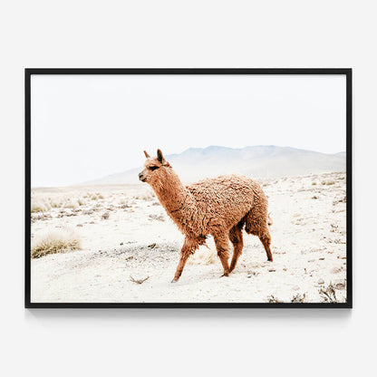 Strolling Llama