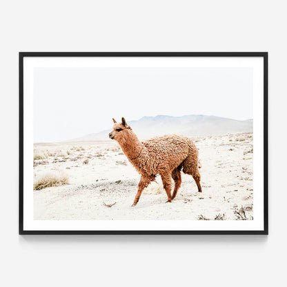 Strolling Llama