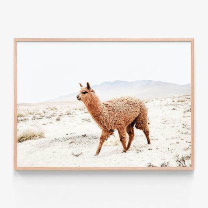 Strolling Llama