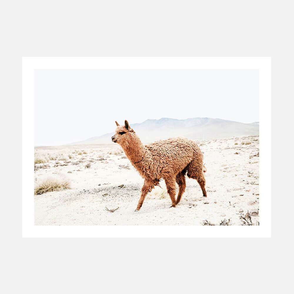 Strolling Llama
