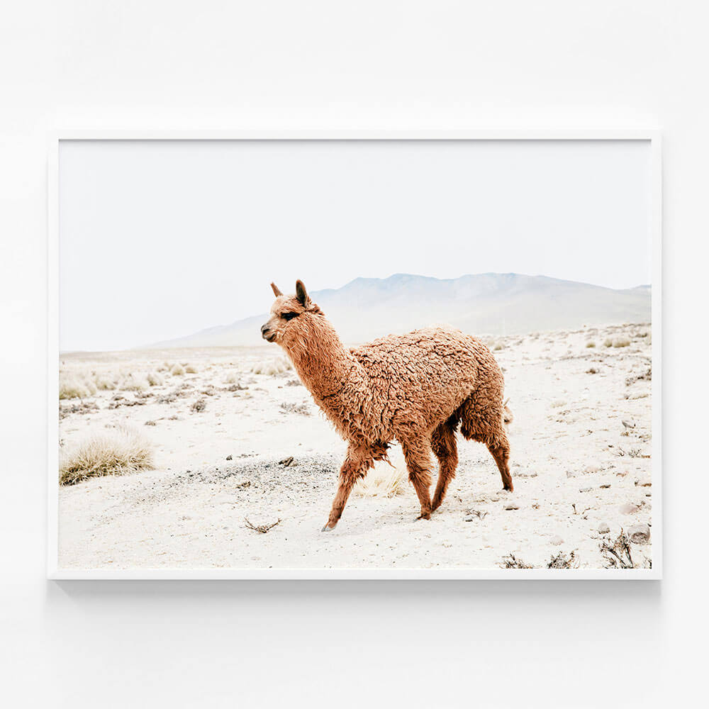 Strolling Llama