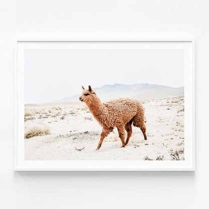 Strolling Llama