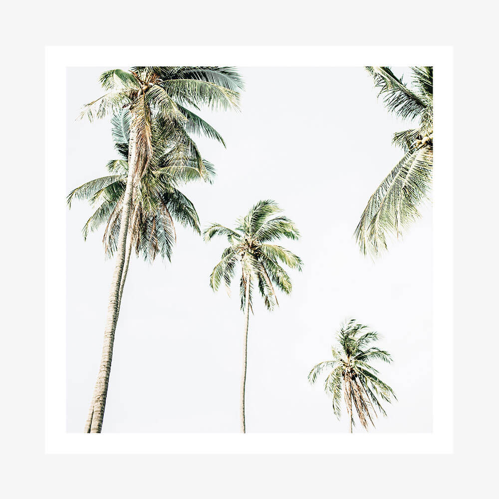 Summer Palms No. 2