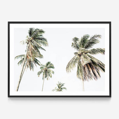 Summer Palms No. 3