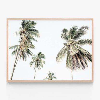 Summer Palms No. 3