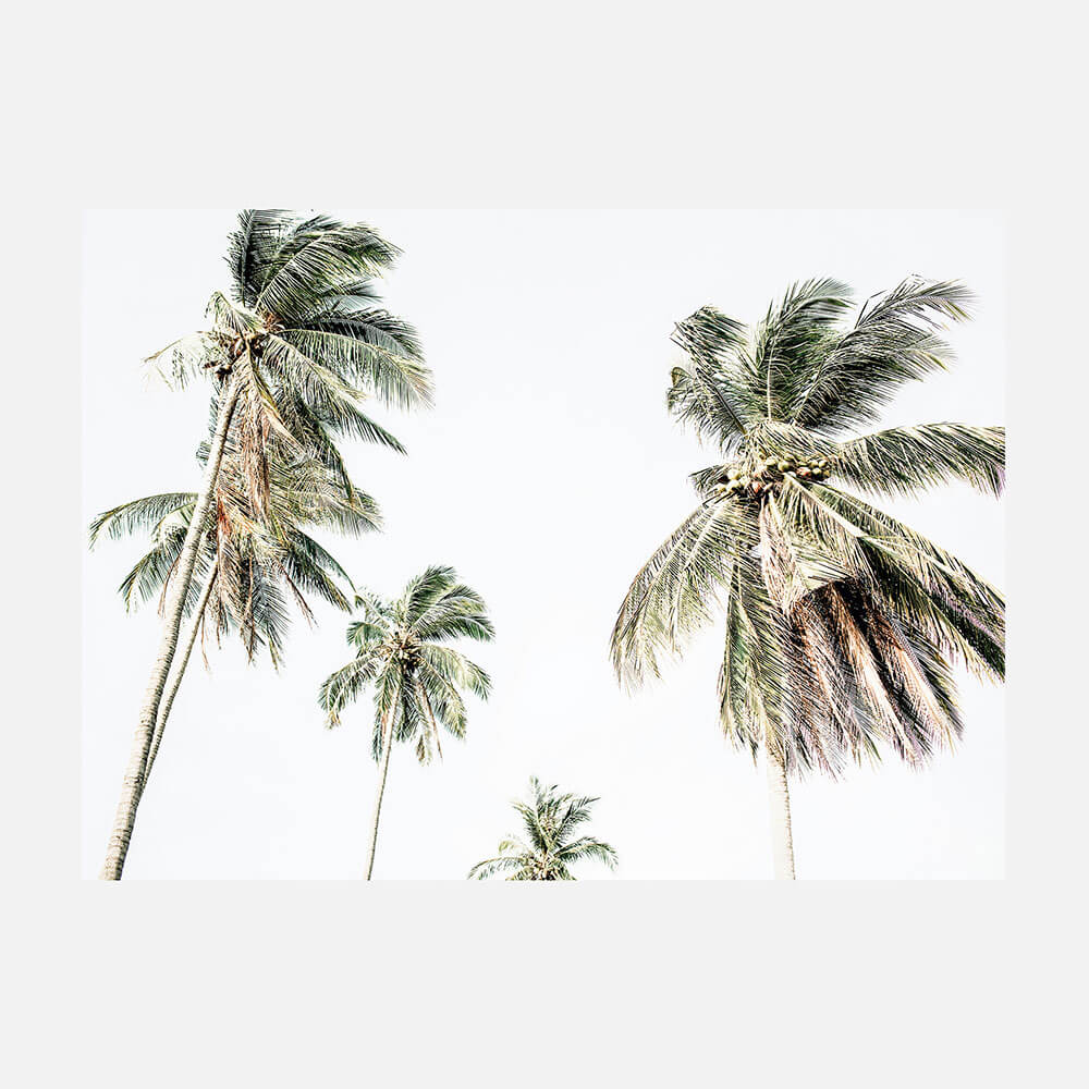 Summer Palms No. 3