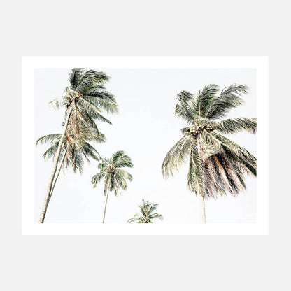 A photo wall art print featuring coastal palm trees