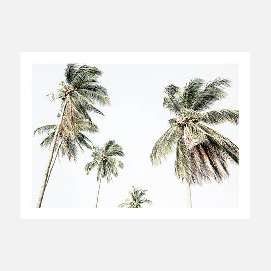 A photo wall art print featuring coastal palm trees