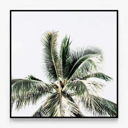 Summer Palms Canvas