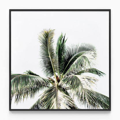 Summer Palms