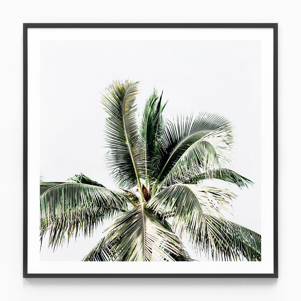 Summer Palms