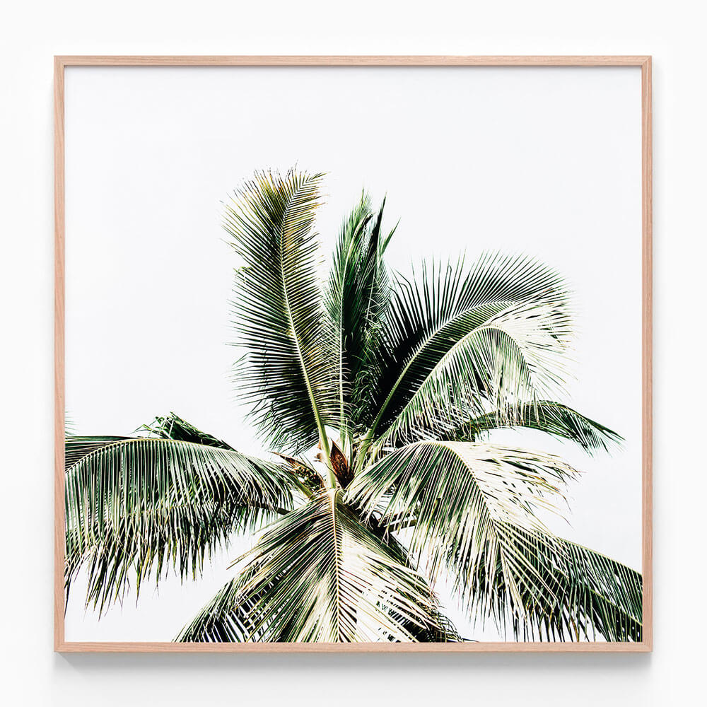 Summer Palms