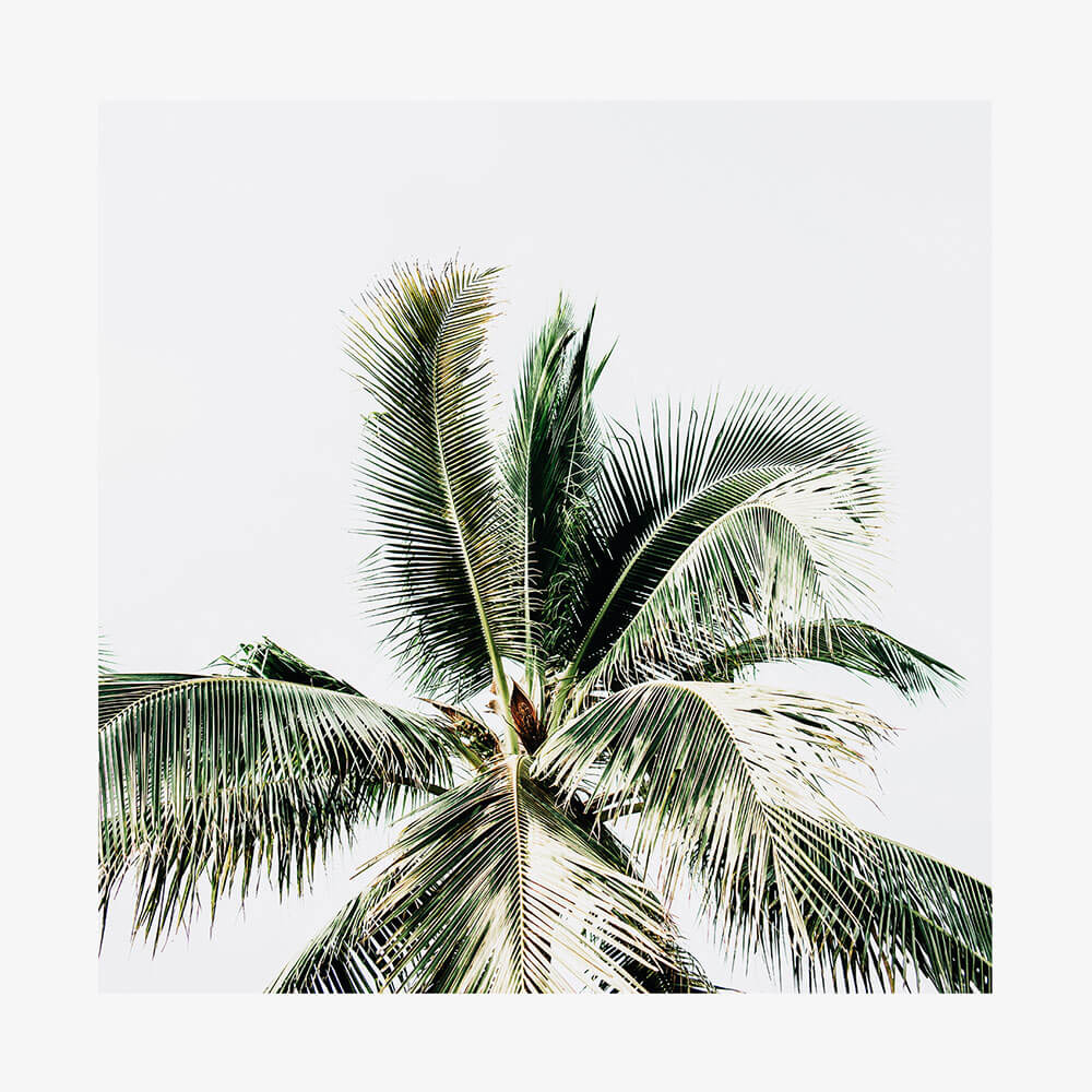 Summer Palms