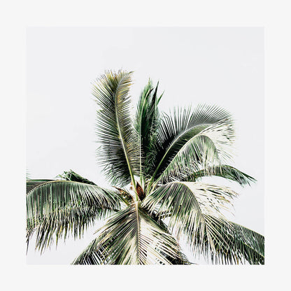 Summer Palms