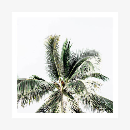 Summer Palms