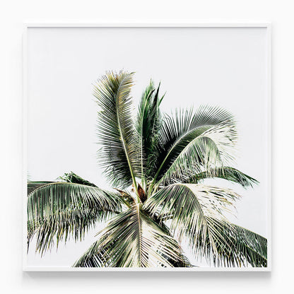 Summer Palms