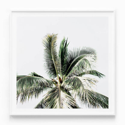 Summer Palms