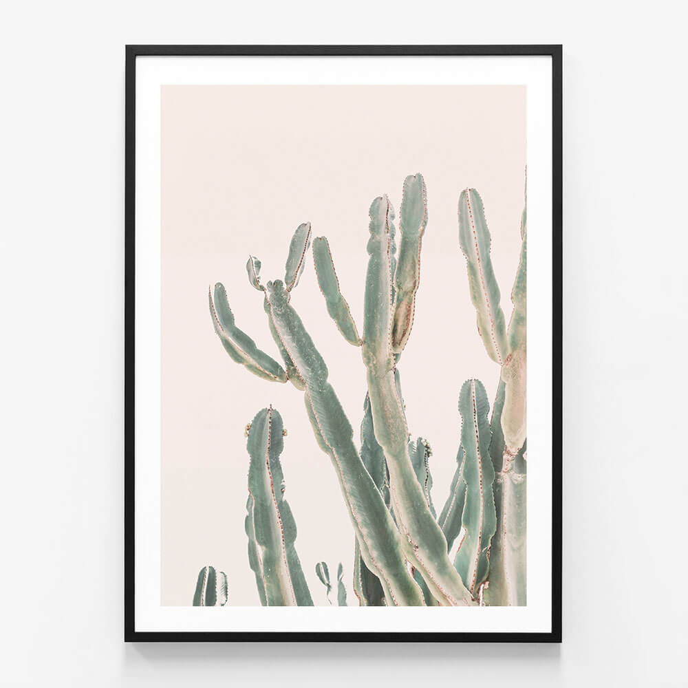 Sunrise Cactus
